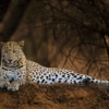 Leisure tour Sri Lanka USD 575 2 leopard
