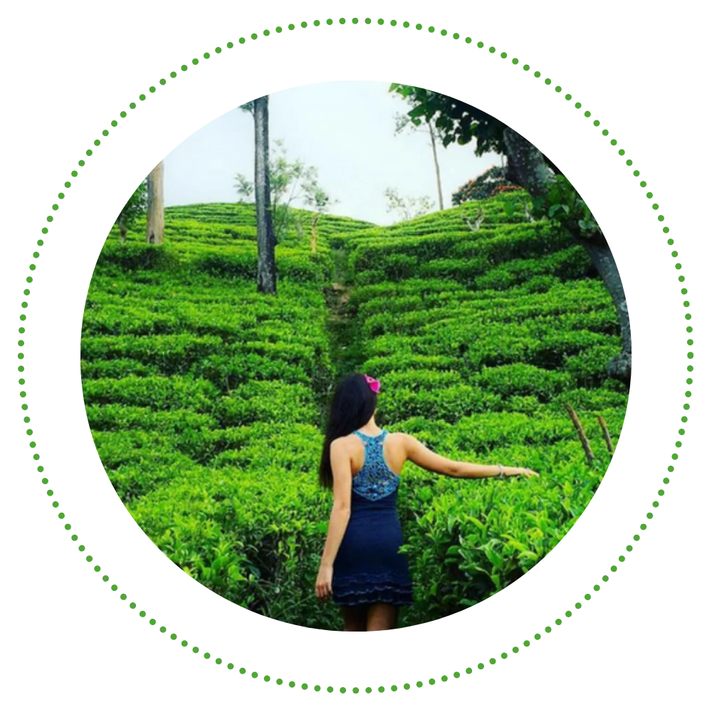 Visit a Tea Estate