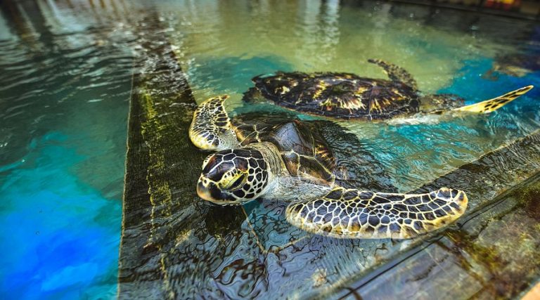 sea turtle farm and hatchery